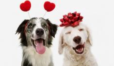 Happy Valentine Dogs